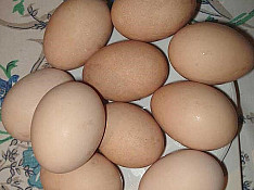 Avstrolop yumurtası Bakı