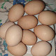 Avstrolop yumurtası 1 AZN Tut.az Pulsuz Elanlar Saytı - Əmlak, Avto, İş, Geyim, Mebel