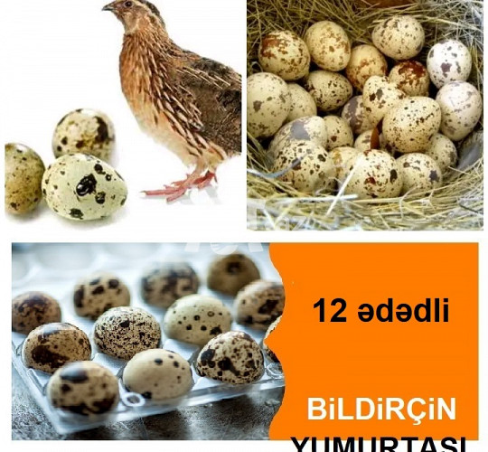 Bildirçin yumurtası 0.15 AZN Tut.az Бесплатные Объявления в Баку, Азербайджане