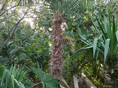 Palma ağacı Баку