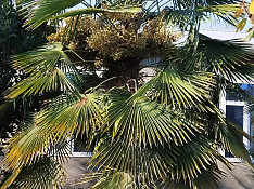 Palma ağacı Ağdaş