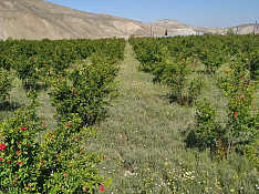 2 hektar torpaq sahəsi , Yekəxana kəndi Qobustan