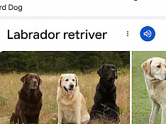 Labrador retriver Bakı