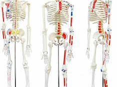 Скелет учебный анатомический 85с Bakı