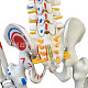 Скелет учебный анатомический 85с 155 AZN Tut.az Бесплатные Объявления в Баку, Азербайджане