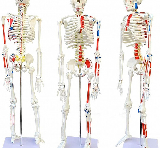 Скелет учебный анатомический 85с 155 AZN Tut.az Pulsuz Elanlar Saytı - Əmlak, Avto, İş, Geyim, Mebel