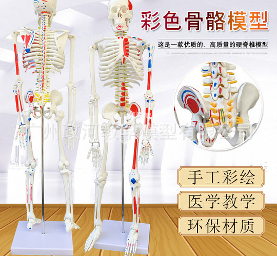 Скелет учебный анатомический 85с 155 AZN Tut.az Бесплатные Объявления в Баку, Азербайджане