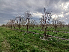 2.5 hektar torpaq sahəsi , Ağdaş r. Агдаш