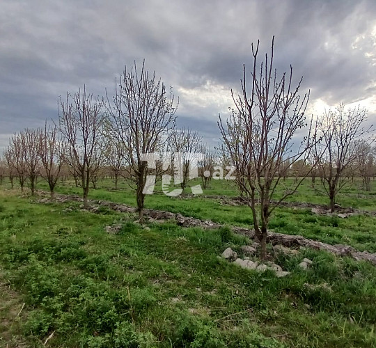 2.5 hektar torpaq sahəsi , Ağdaş r., 155 000 AZN, Ağdaş- da Torpaq alqı-satqısı və kirayəsi
