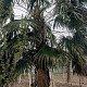 Palma ağacı 300 AZN Endirim mümkündür Tut.az Pulsuz Elanlar Saytı - Əmlak, Avto, İş, Geyim, Mebel