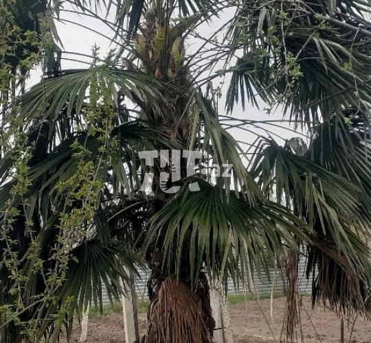 Palma ağacı 300 AZN Торг возможен Tut.az Бесплатные Объявления в Баку, Азербайджане
