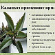Комнатные растения. Хлорофитум. Колонхоэ 10 AZN Tut.az Бесплатные Объявления в Баку, Азербайджане