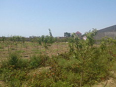 33 hektar torpaq sahəsi , Məmmədli qəs.