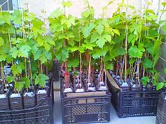 Саженцы винограда Bakı