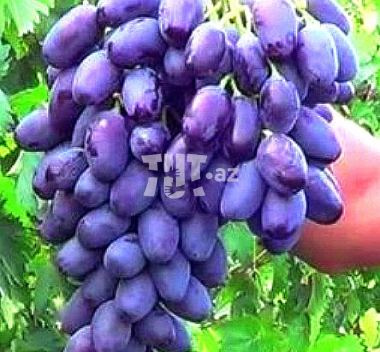 Саженцы винограда 1 AZN Tut.az Pulsuz Elanlar Saytı - Əmlak, Avto, İş, Geyim, Mebel