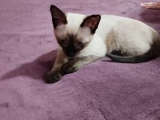 Тайский котёнок Bakı
