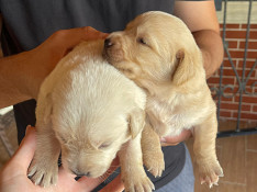 Golden Labrador Retriver Bakı