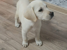 Labrador retriver Bakı