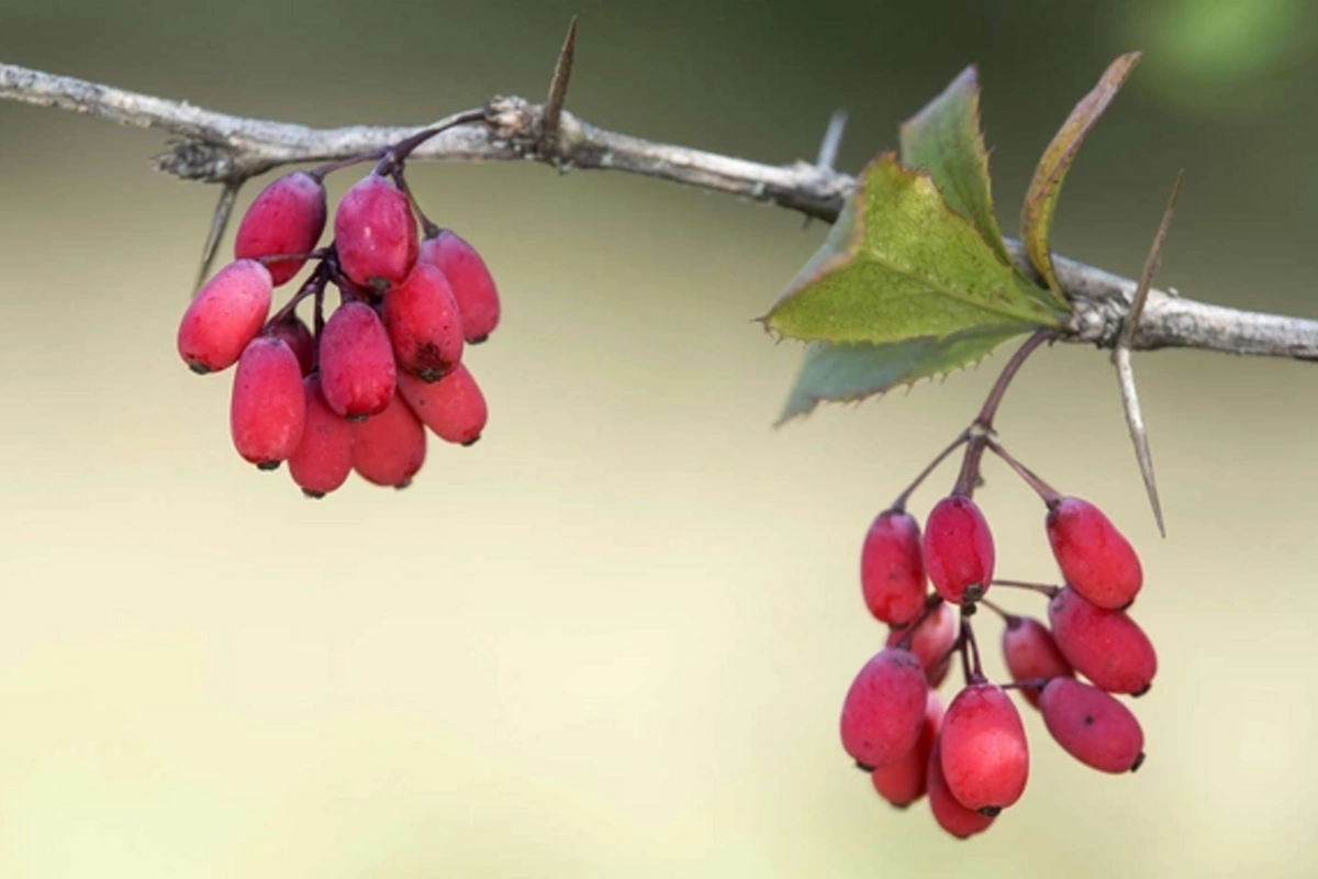 Соединение из барбариса остановило старение сосудов