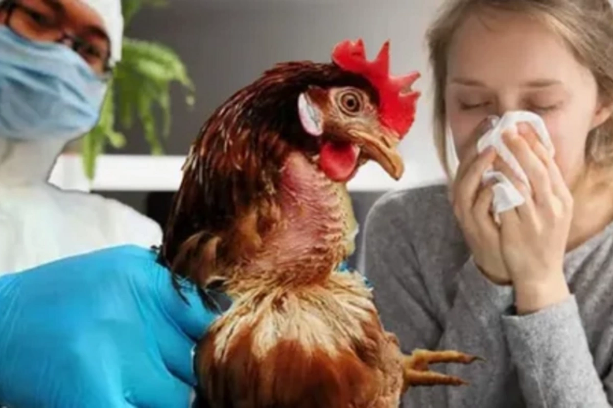 Bird flu from cats - a new global threat?