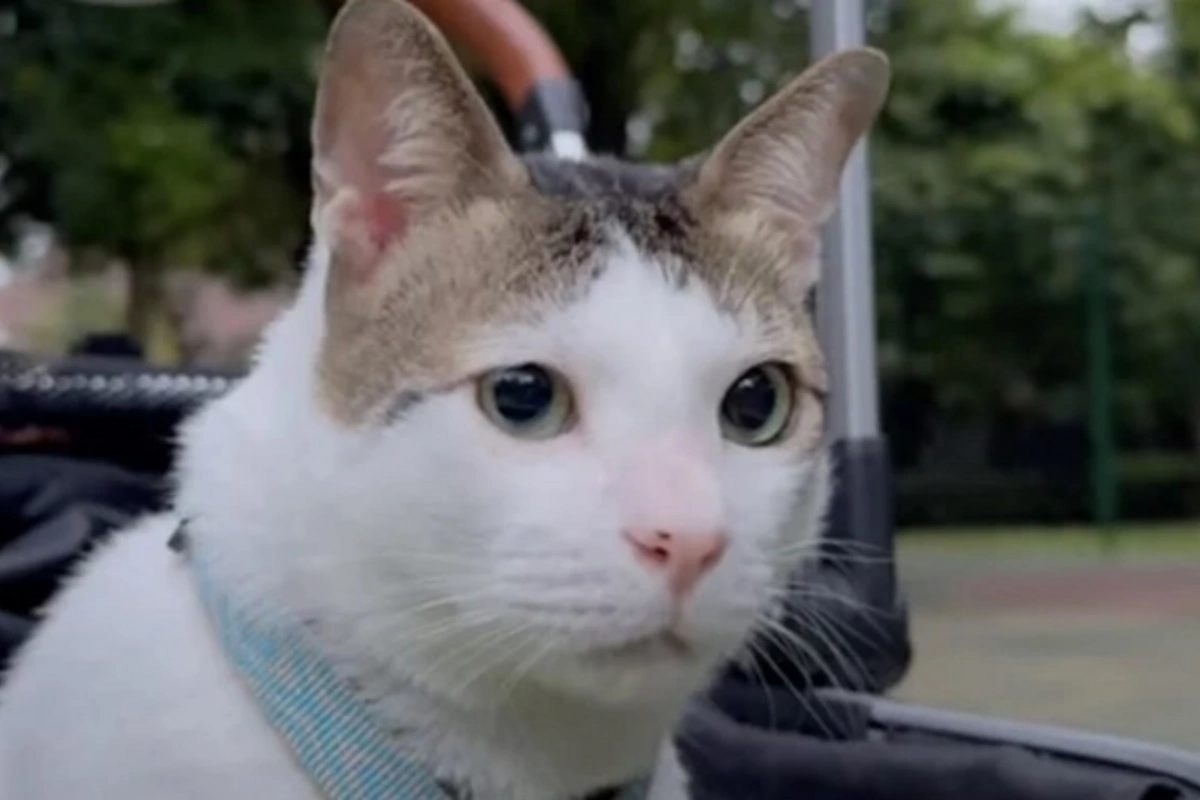 The adopted cat of the President of Indonesia received personal security