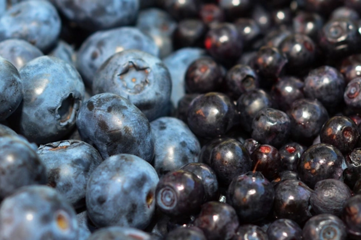 Scientists have revealed the secret of protecting eyes with blueberries