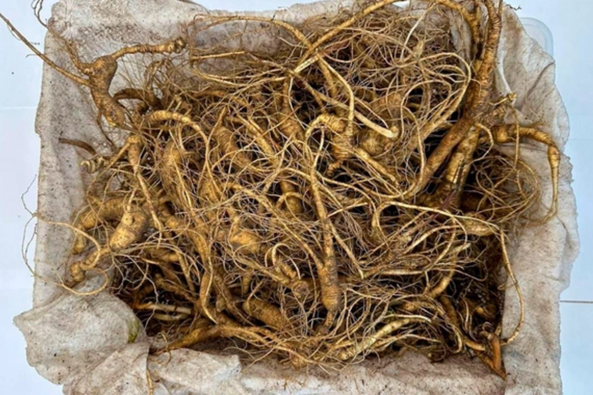 Scientists named a plant that improves gut and brain function
