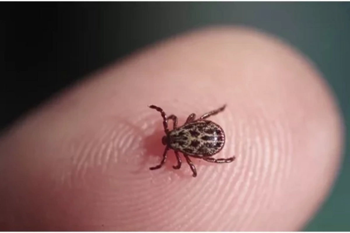 Why ticks are dangerous: scary facts that frighten even doctors