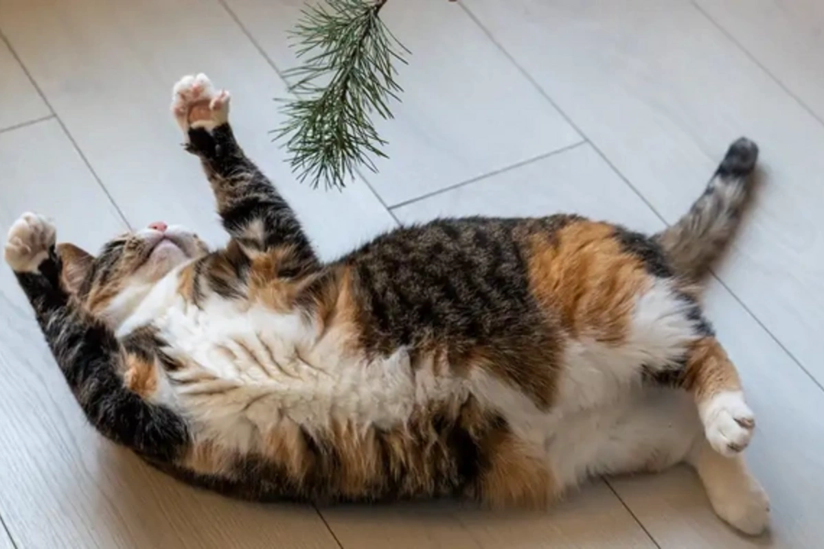 August 8 — World Cat Day: how the four-legged rule the world