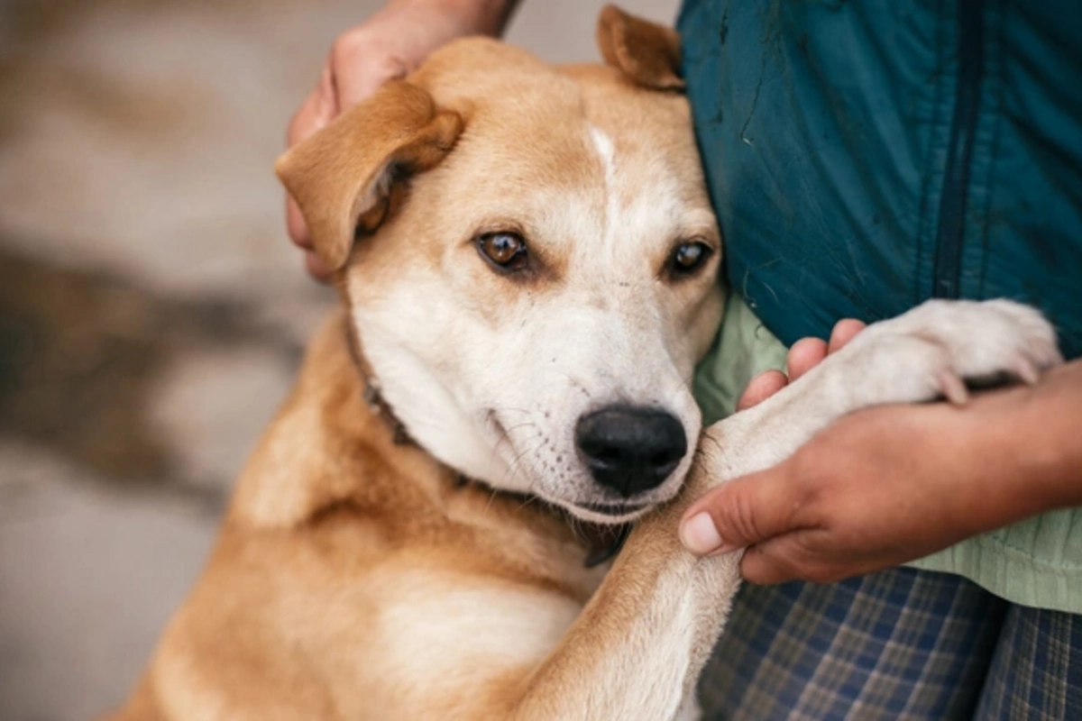 Учёные объяснили, почему не все собаки понимают слова