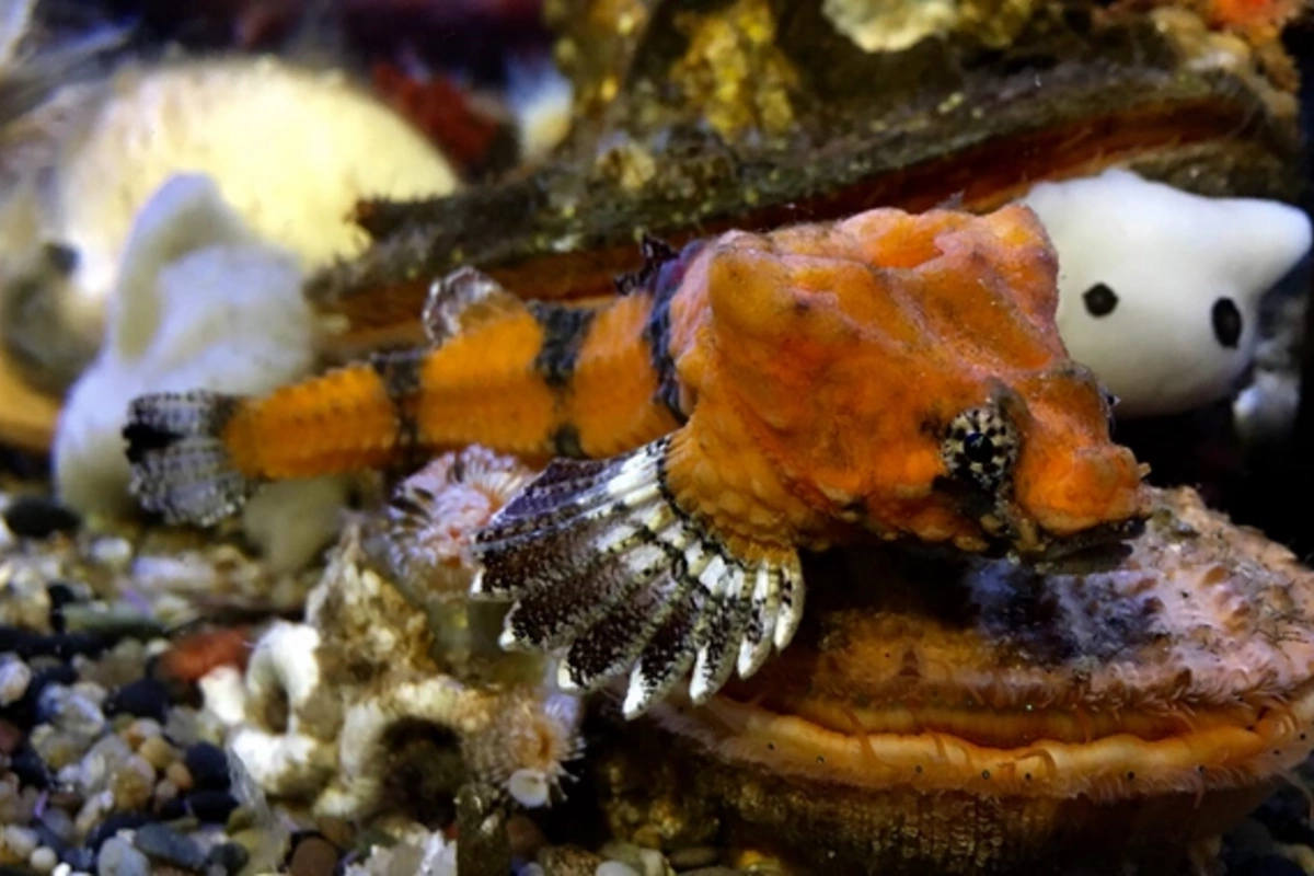 Scientists discovered a fish that uses its head as a musical drum