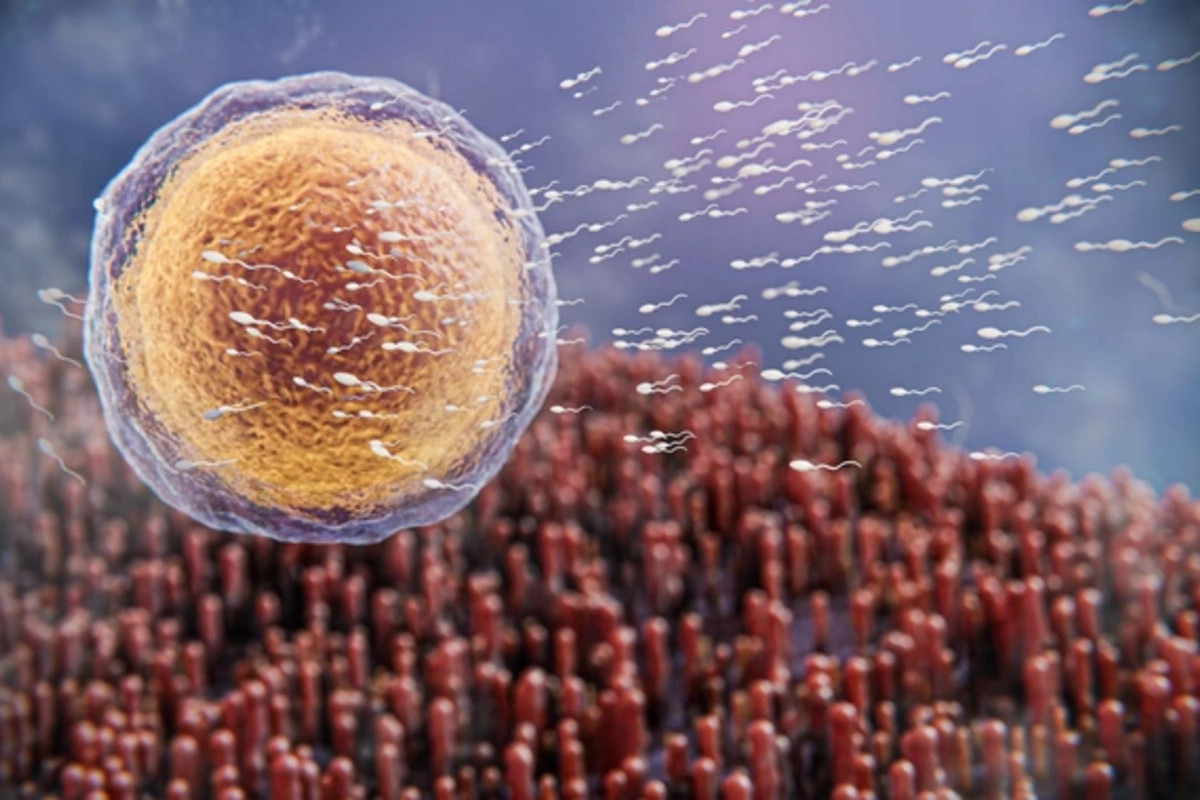 Named the bacteria that helps defeat cancer