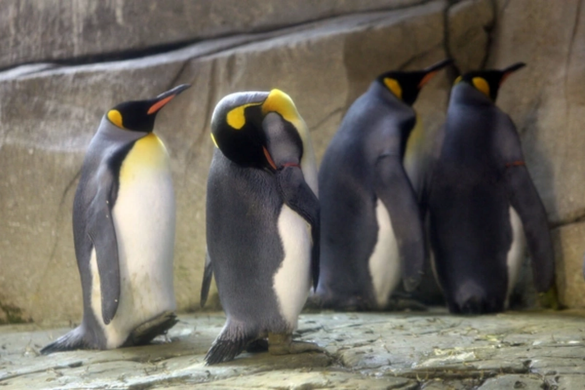 Climate change has pushed penguins to the brink of extinction