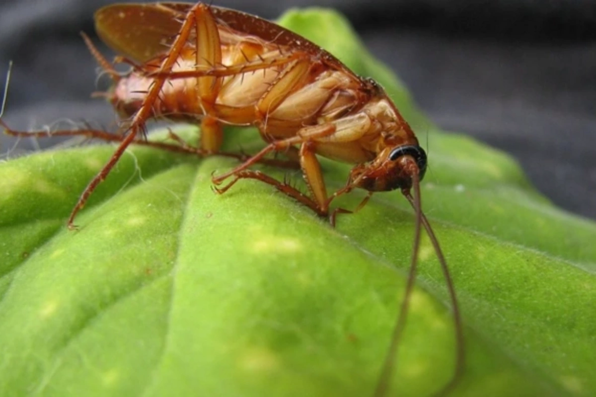 Cockroaches can indeed crawl into a human ear - the horrifying truth