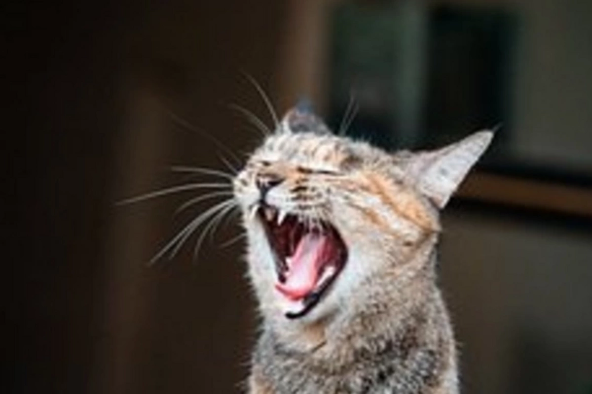 Revolutionary breakthrough: AI will decipher animal conversations