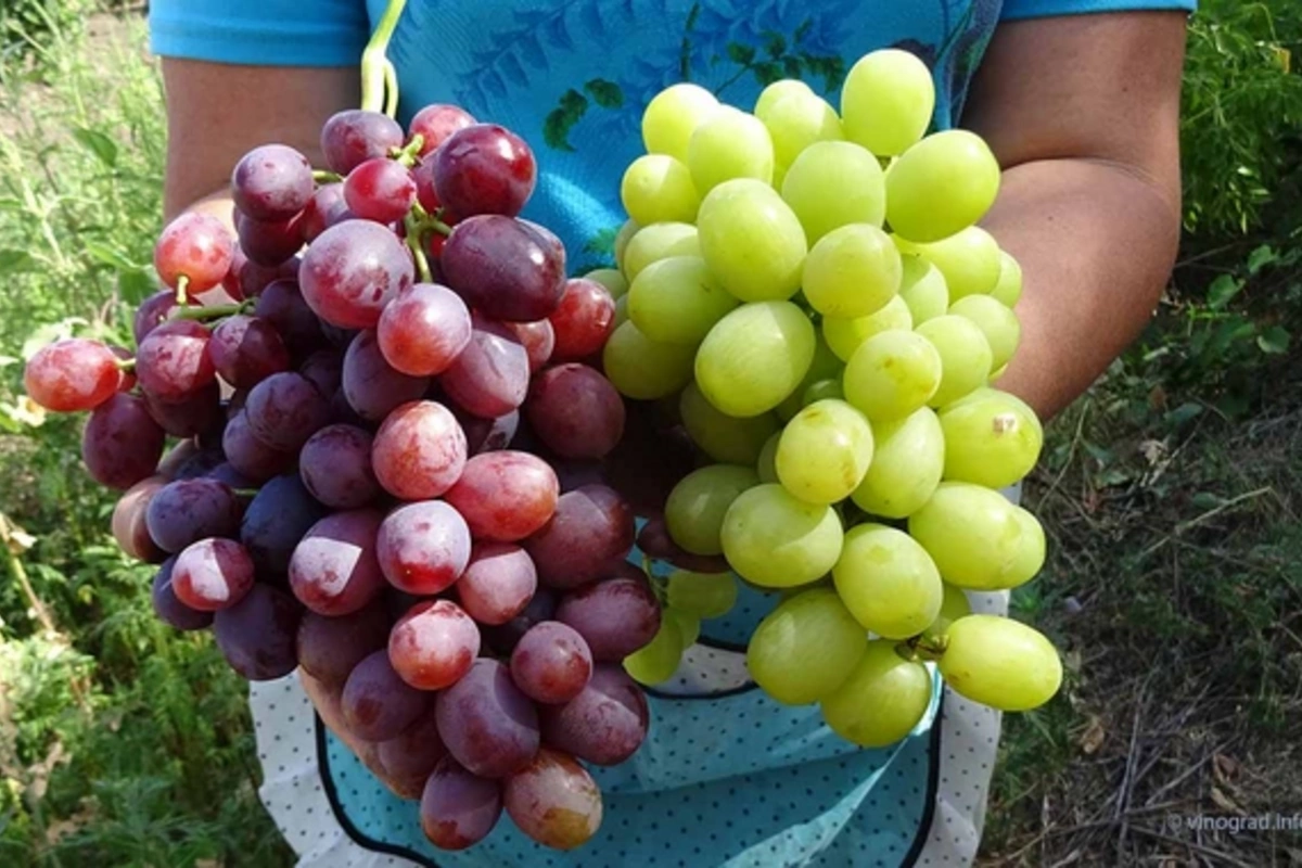 Grapes against aging: what is their main power