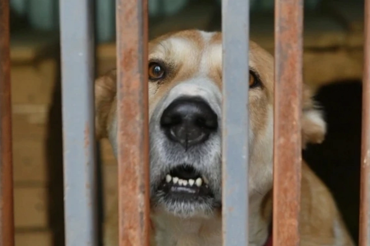 Stray animal euthanasia allowed in Russian region