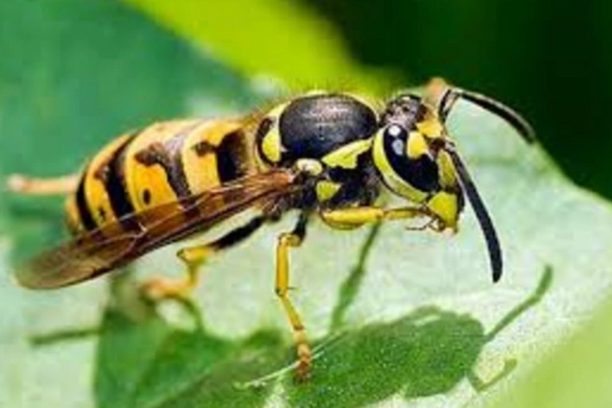 Named an effective way to avoid wasp stings in nature