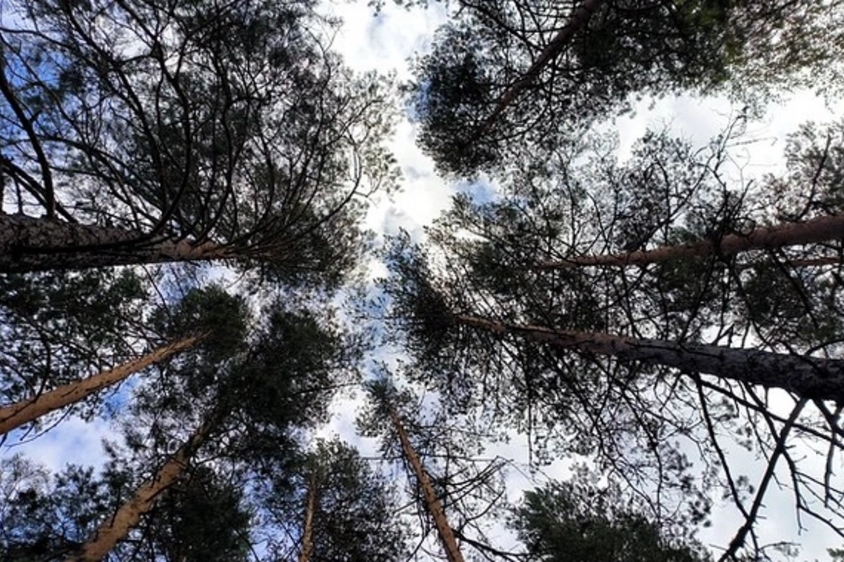 Russian actress got lost in the forest and died