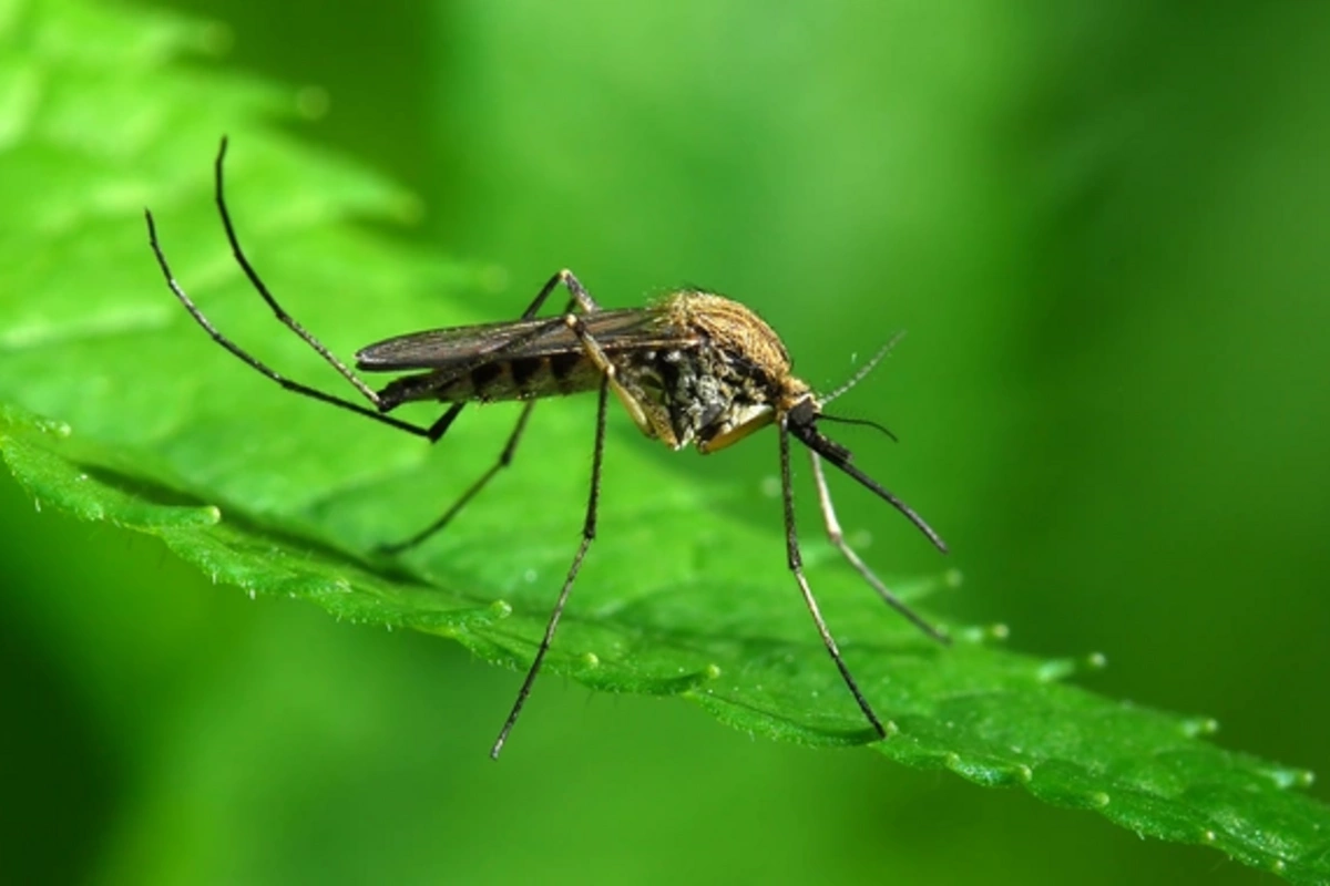 Mosquito Detection in Iceland Has Become a Threat to Humanity