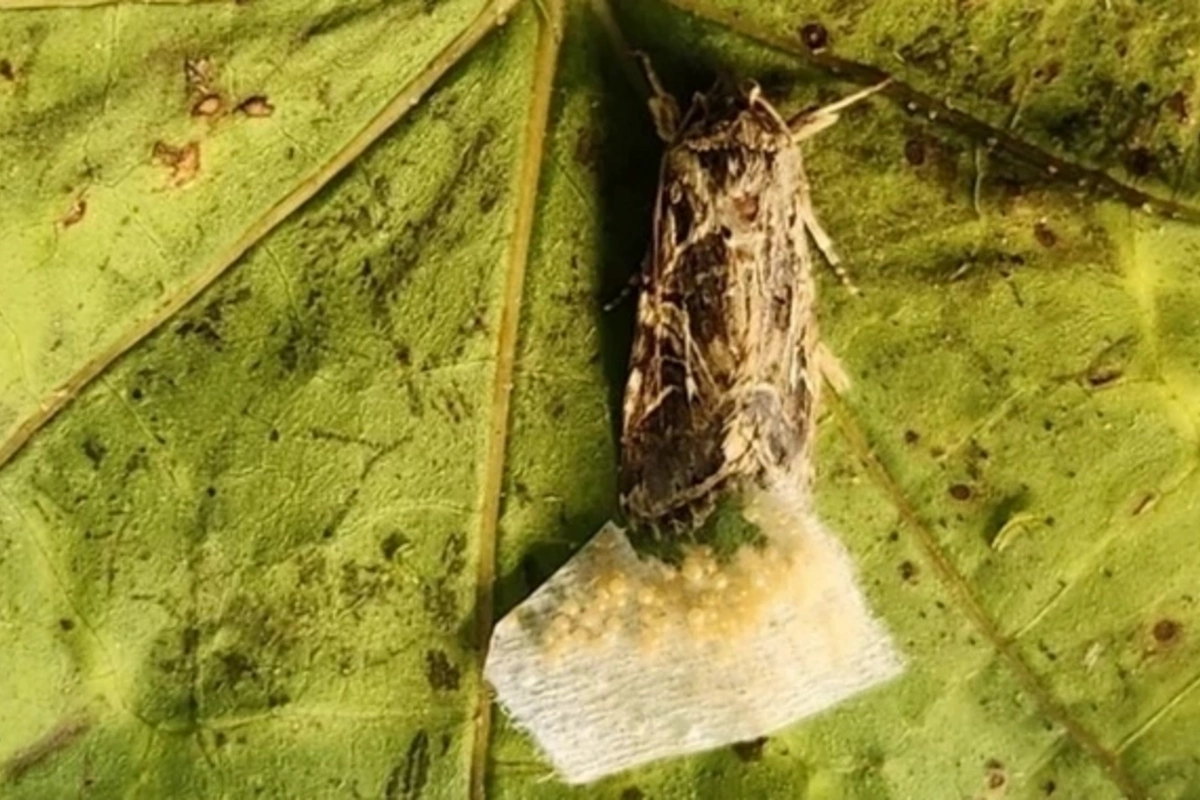 Scientists have discovered that animals hear plant sounds
