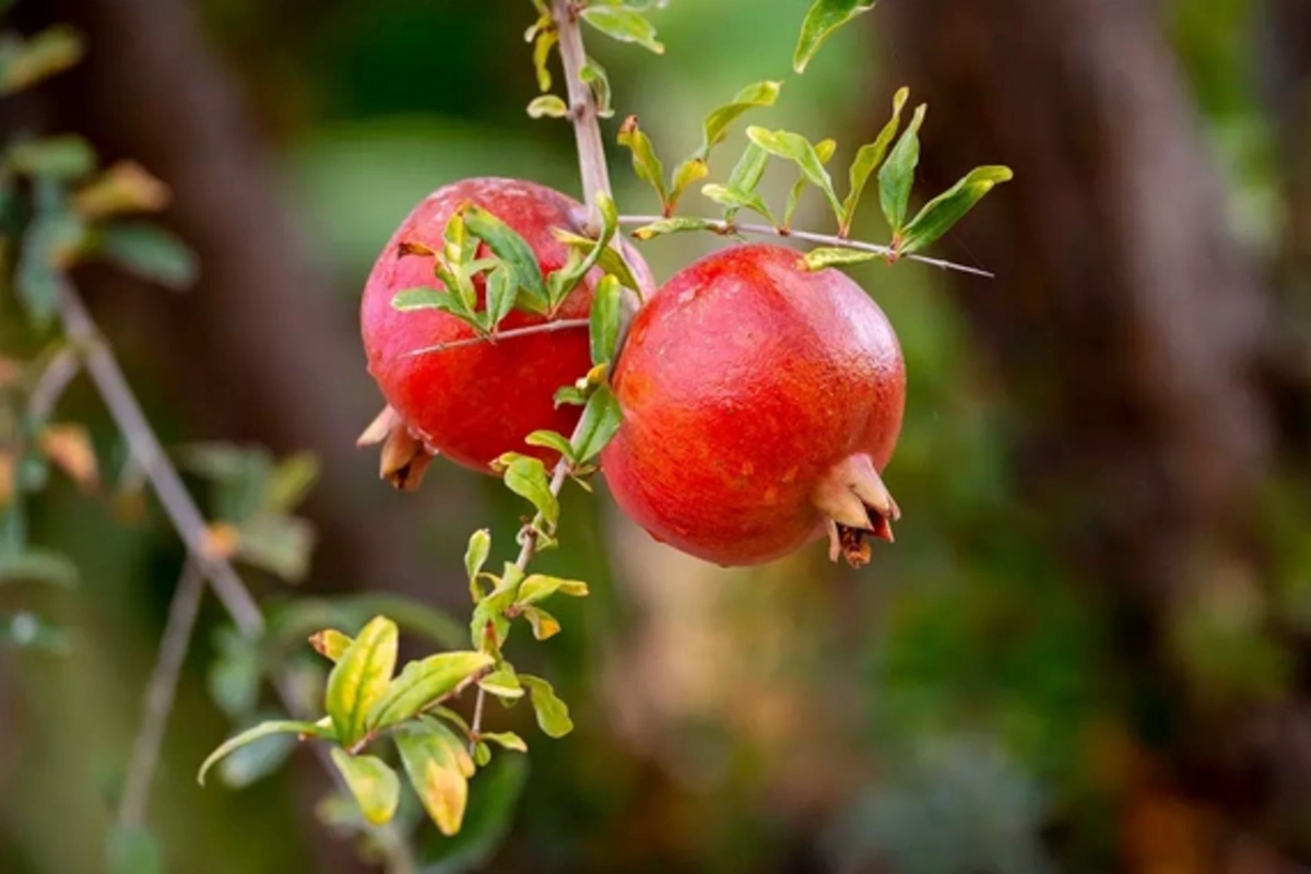 Учёные обнаружили в листьях граната защитника нервов и сердца