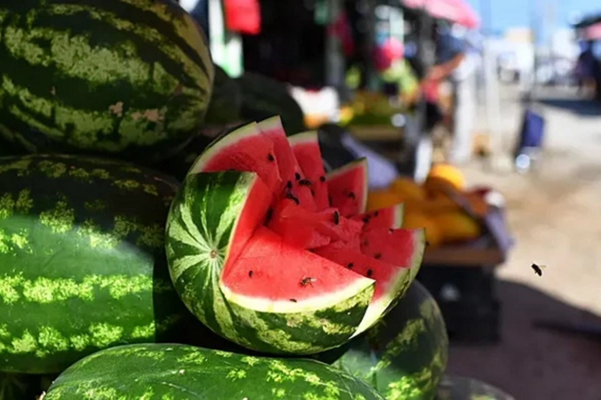 Timeline for the appearance of safe watermelons announced