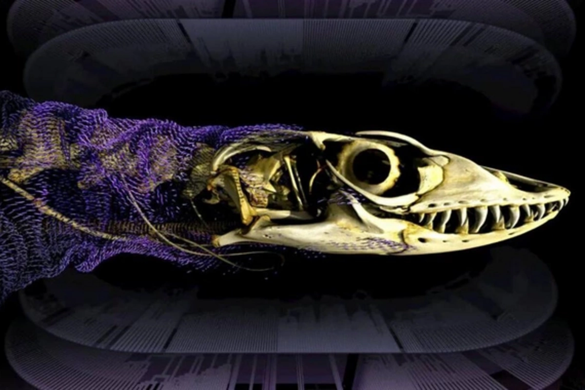 The 320-million-year-old reptile mystery solved for the first time