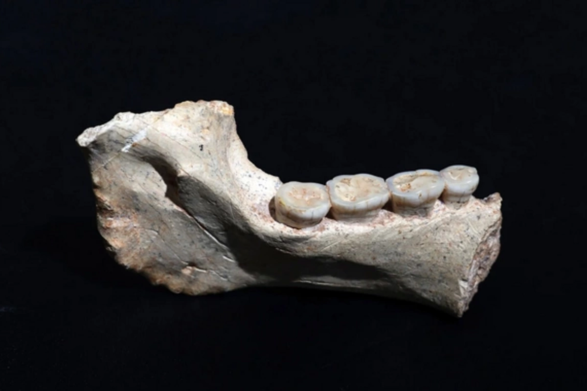 Remains of a probable common ancestor of humans and Neanderthals have been found