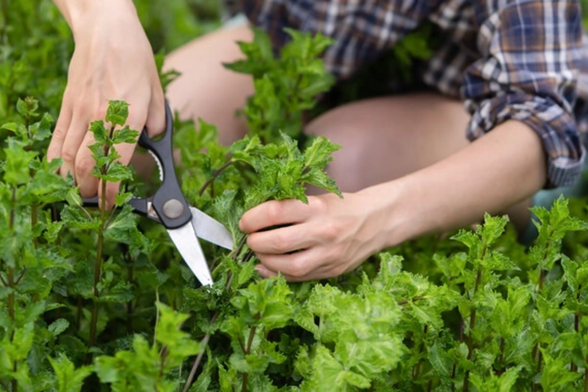 Scientists have named a plant that suppresses inflammation in the brain