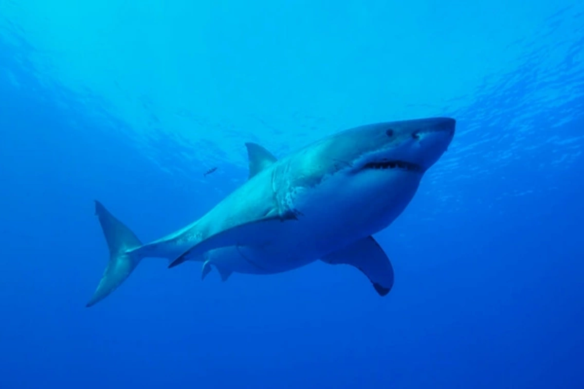 In the USA, the appearance of a four-meter killer shark has been documented