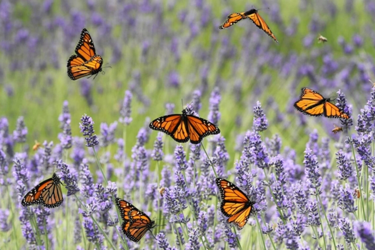 The secret of longevity has been discovered in an unexpected animal species