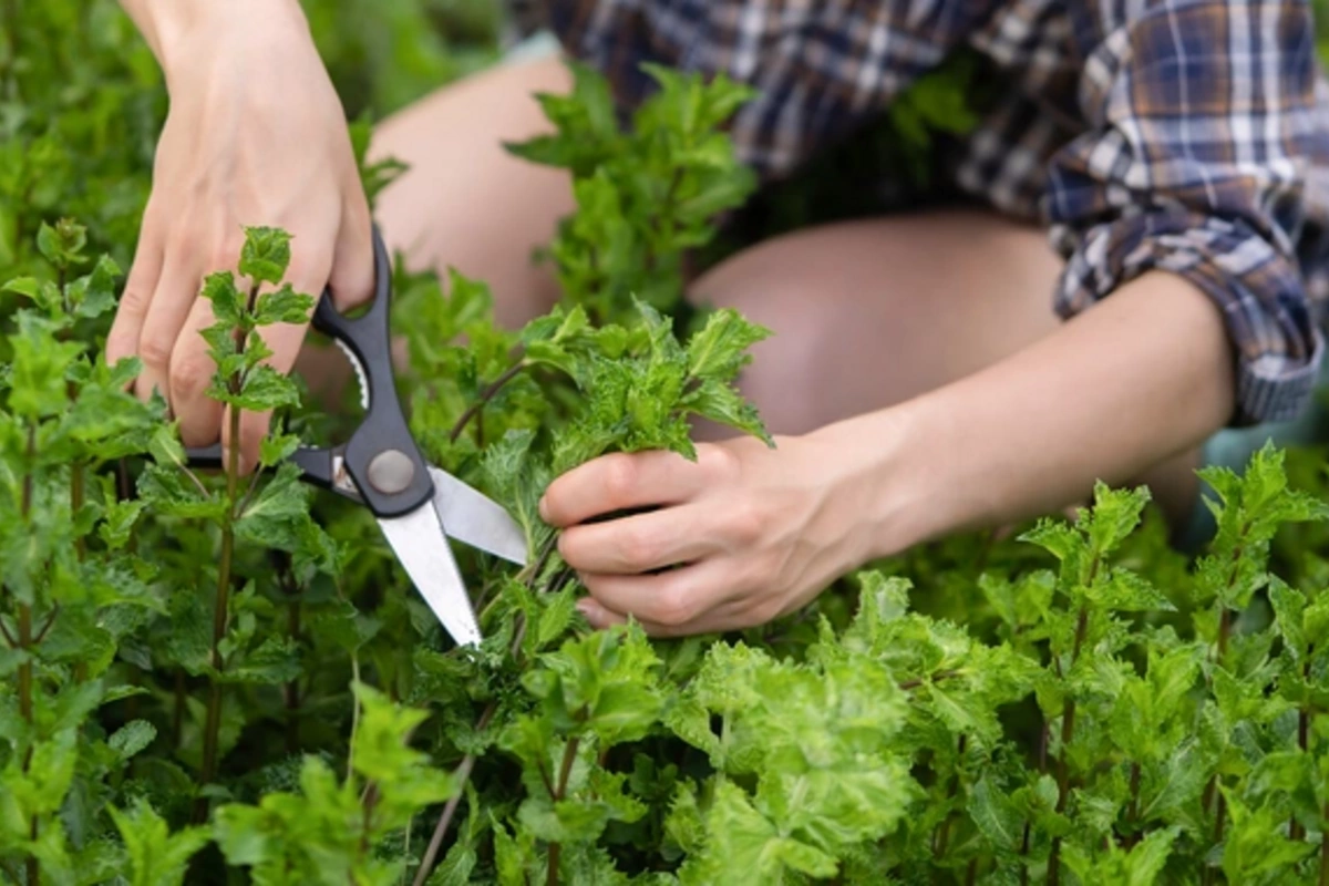 Scientists named a plant that suppresses inflammation in the brain