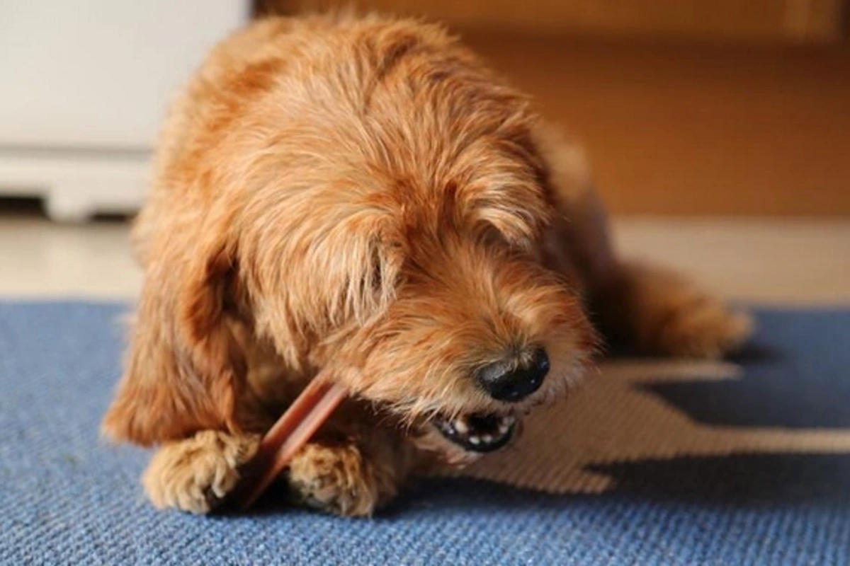 Zoonoses attack: which animal diseases threaten humanity